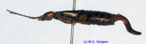 Anechura_bipunctata_1134 copy